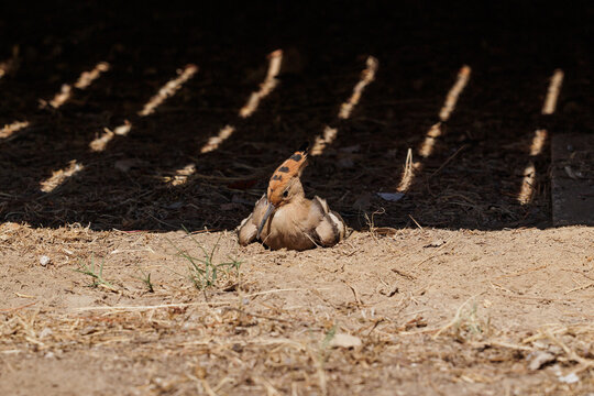  upupa comune (Upupa epops) che si riscalda al sole, in estate, mentre si pulisce le piume nella terra polverosa e secca