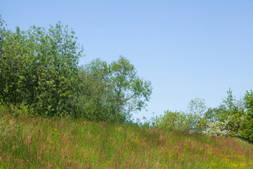 B&ouml;schung mit Wiese und B&auml;umen an einem Deich, Deutschland