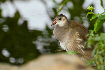 Common moorhen chick near water in close-up view