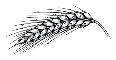 Detailed botanical drawing of a fresh cereal grain stalk adorned with dew drops, perfect for agricultural industry branding, food packaging, or natural ingredient promotion.