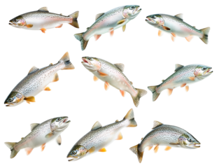 Set of trout fish with spotted scales, fins and open mouth isolated on white transparent background