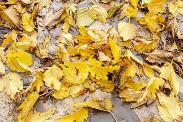The fallen leaves in autumn park at sunny weather
