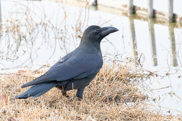 冬の枯れ草の広がる池のほとりに佇むハシボソガラス