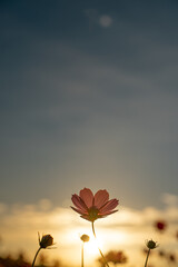 朝焼けとコスモス