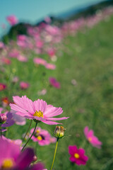 お昼間の色鮮やかなコスモス