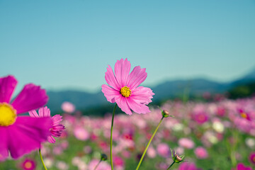 お昼間の色鮮やかなコスモス