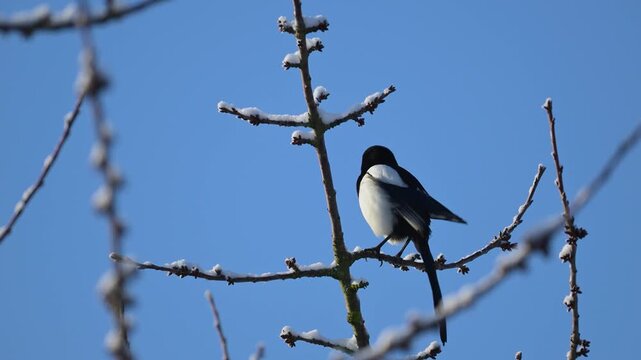 Black-billed Magpie shaking itself and calling perched on a snow-covered cherry tree branch in winter and taking fly. Pica pica, Prunus avium, Indre-et-Loire 37, r&eacute;gion Centre, France, Europe