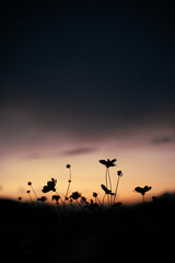 マジックアワーのコスモスシルエット