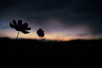 マジックアワーのコスモスシルエット