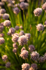 Chives flowers on flowersbed summer seasons