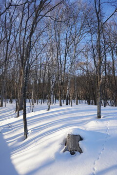 Snow Covered Forest Floor with Tree Stump and Animal Tracks in Winter