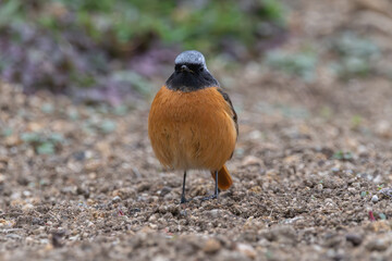 正面を向いてふっくらと丸まった冬の野鳥ジョウビタキのオス