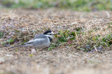 冬の乾いた地面を歩く白と黒のコントラストが美しいハクセキレイ