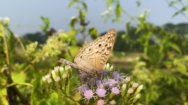 Gray pansy butterflies hover on Siam weed flowers. Jack in the bush flowers and Junonia atlites.