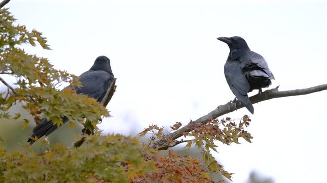 Two crows perch quietly on tree branches in a public park, surrounded by seasonal foliage. The calm scene captures everyday urban wildlife behavior and natural observation in a green outdoor space.