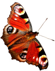 Green and Black Butterfly Isolated on Transparent Background © Iryna