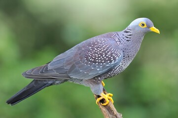 Obraz premium OLIVE PIGEON , aka Rameron Pigeon (Arquatrix columba )