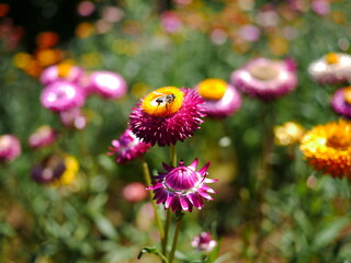 strawflowers in full bloom. Macro shot of everlasting flowers against a soft garden bokeh in bright natural sunlight.