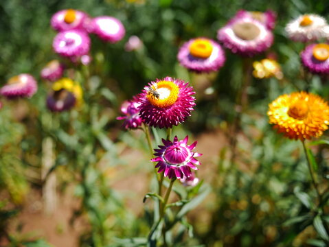 strawflowers in full bloom. Macro shot of everlasting flowers against a soft garden bokeh in bright natural sunlight.
