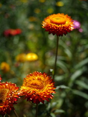strawflowers in full bloom. Macro shot of everlasting flowers against a soft garden bokeh in bright natural sunlight.