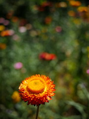 strawflowers in full bloom. Macro shot of everlasting flowers against a soft garden bokeh in bright natural sunlight.