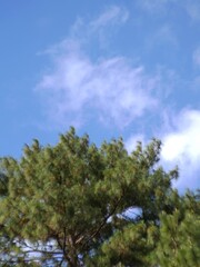 Green pine tree top against a bright blue sky with soft white clouds. Peaceful natural landscape background.