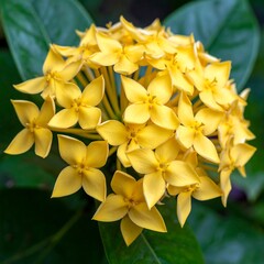 Obraz premium Cluster of small, yellow, four-petaled flowers with vibrant green foliage creating a visually appealing image