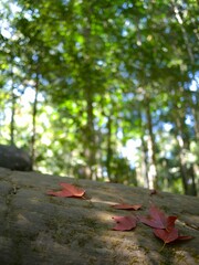 Red maple leaves fallen on a mossy rock in a lush green forest with beautiful bokeh background and soft natural light.