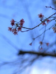 Pink Wild Himalayan Cherry blossoms on a branch with blue sky and blurred pine trees. Beautiful spring nature background in a mountain forest.