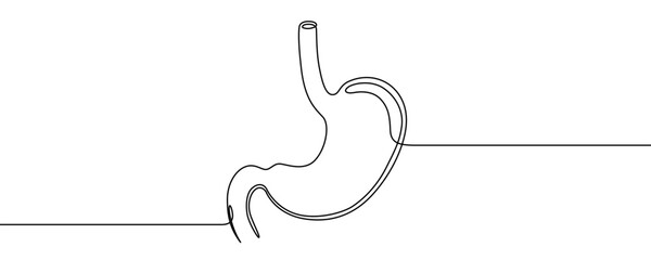 Anatomical illustration of the human stomach, an organ of the digestive system. Symbol of medicine, health, and digestion in one line art style with editable black stroke. Vector illustration.