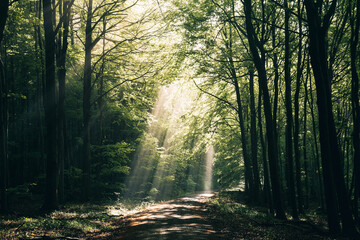 Fototapeta premium Sunlight Streaming Through a Lush Green Summer Forest, Magical Sun Rays Piercing Dense Canopy in Natural Light