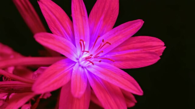 The appearance of a flower under a UV blacklightthe flower sway and wave swiftly handheld shaky camera