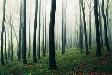 Mystical Spring Forest Shrouded in Fog, Soft Morning Mist Among Budding Trees in Natural Light