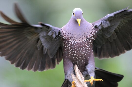 OLIVE PIGEON , aka Rameron Pigeon (Arquatrix columba )   in flight