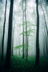 Obraz premium Mystical Spring Forest Shrouded in Fog, Soft Morning Mist Among Budding Trees in Natural Light
