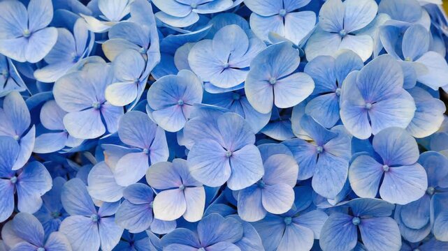  flowers petals wave and sway with air handheld shaky camera 4K