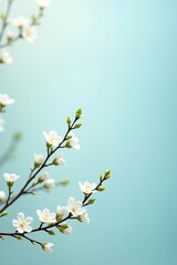 Fototapeta premium Delicate white cherry blossoms bloom on a thin branch against a soft, pale blue background.