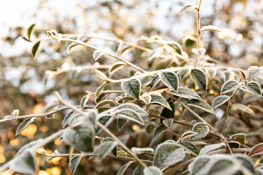 Feuilles givr&eacute;es et glac&eacute;es sur des branches d'arbustes au soleil, ambiance hivernale, arri&egrave;re-plan naturel