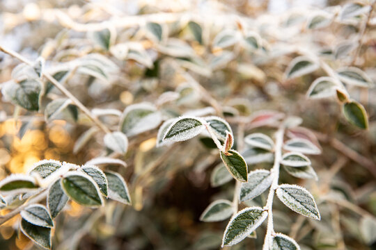 Feuilles givr&eacute;es sur les branches d'un arbuste ensoleill&eacute;, ambiance lumineuse et glac&eacute;e, arri&egrave;re-plan d'hiver
