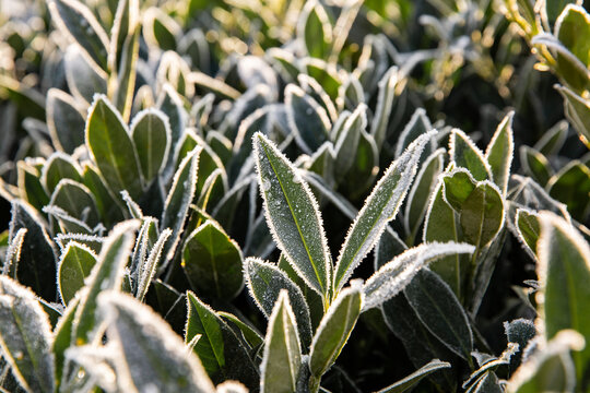 Feuilles vertes givr&eacute;es en gros plan sur un arbuste avec un rayon de soleil faisant briller les cristaux de givre, saison hivernale