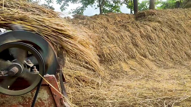 Farmers are using a traditional machine to thrash ripe paddy.