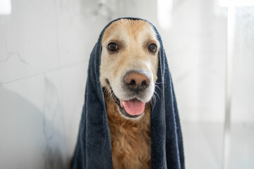 Golden Retriever Dog With Towel On Head