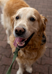 Golden Retriever Dog Outside