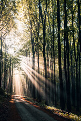 Obraz premium Sunlight Streaming Through a Lush Green Summer Forest, Magical Sun Rays Piercing Dense Canopy in Natural Light