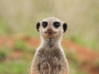 meerkat on guard