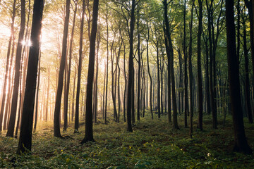 Obraz premium Sunlight Streaming Through a Lush Green Summer Forest, Magical Sun Rays Piercing Dense Canopy in Natural Light