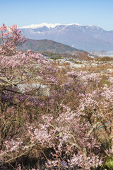 長野県伊那市の高頭城址公園から眺める中央アルプスと桜
