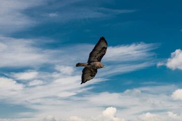 Common Buzzard Soaring In The Sky