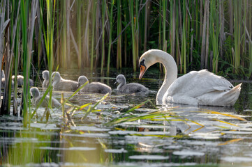 Mute Swan With Chicks In Action