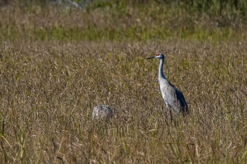 grulla canadiensee